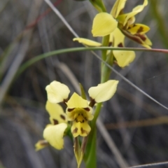 Diuris sulphurea at Canberra Central, ACT - 24 Oct 2017