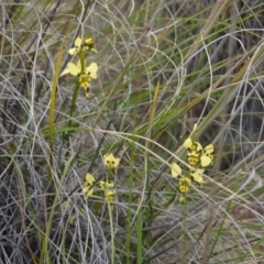 Diuris sulphurea at Canberra Central, ACT - 24 Oct 2017