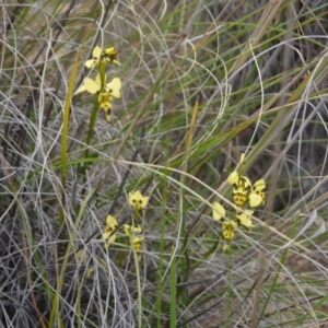 Diuris sulphurea at Canberra Central, ACT - 24 Oct 2017