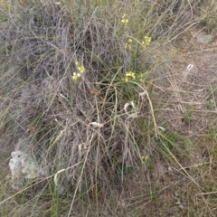 Diuris sulphurea at Canberra Central, ACT - suppressed