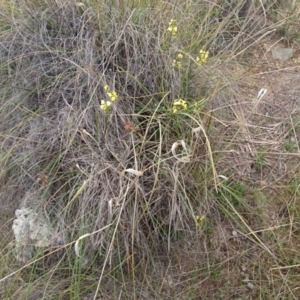 Diuris sulphurea at Canberra Central, ACT - 24 Oct 2017