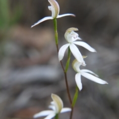 Caladenia moschata (Musky Caps) at Bruce, ACT - 24 Oct 2017 by ClubFED