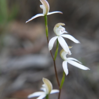 Caladenia moschata (Musky Caps) at Bruce, ACT - 24 Oct 2017 by ClubFED