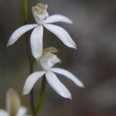 Caladenia moschata at Bruce, ACT - suppressed