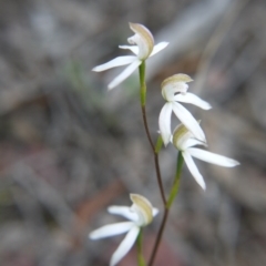 Caladenia moschata at Bruce, ACT - suppressed