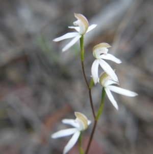 Caladenia moschata at Bruce, ACT - suppressed