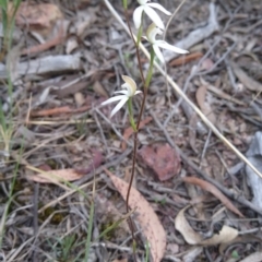 Caladenia moschata at Bruce, ACT - suppressed