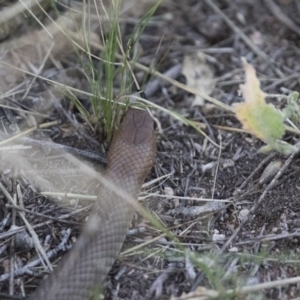 Pseudonaja textilis at Michelago, NSW - 22 Feb 2015