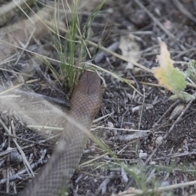 Pseudonaja textilis (Eastern Brown Snake) at Michelago, NSW - 22 Feb 2015 by Illilanga