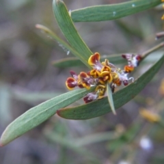 Daviesia mimosoides (Bitter Pea) at Bruce, ACT - 24 Oct 2017 by ClubFED