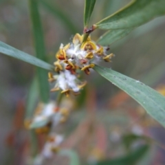 Daviesia mimosoides at Bruce, ACT - 24 Oct 2017