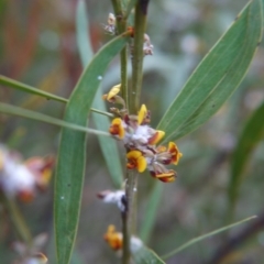 Daviesia mimosoides at Bruce, ACT - 24 Oct 2017