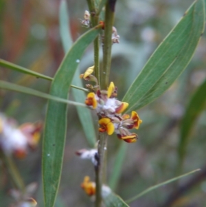 Daviesia mimosoides at Bruce, ACT - 24 Oct 2017