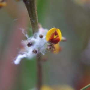 Daviesia mimosoides at Bruce, ACT - 24 Oct 2017