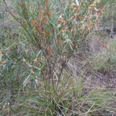 Daviesia mimosoides at Bruce, ACT - 24 Oct 2017