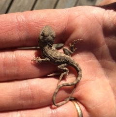 Amphibolurus muricatus (Jacky Lizard) at Michelago, NSW - 1 Oct 2015 by Illilanga