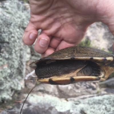 Chelodina longicollis (Eastern Long-necked Turtle) at Michelago, NSW - 17 Oct 2015 by Illilanga