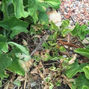 Amphibolurus muricatus at Illilanga & Baroona - 21 Dec 2015 04:41 PM