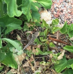 Amphibolurus muricatus at Illilanga & Baroona - 21 Dec 2015 04:41 PM