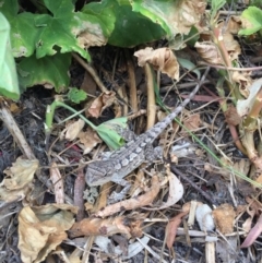 Amphibolurus muricatus at Illilanga & Baroona - 21 Dec 2015 04:41 PM