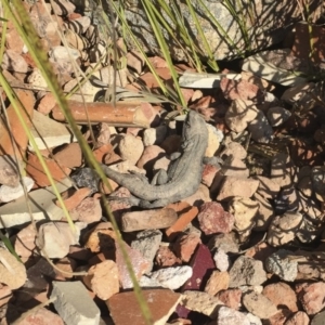 Amphibolurus muricatus at Illilanga & Baroona - 11 Sep 2016 02:47 PM