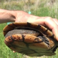 Chelodina longicollis (Eastern Long-necked Turtle) at Illilanga & Baroona - 21 Oct 2016 by Illilanga