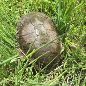 Chelodina longicollis at Illilanga & Baroona - 21 Oct 2016 01:04 PM