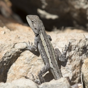 Amphibolurus muricatus at Illilanga & Baroona - 9 Feb 2016 10:30 AM