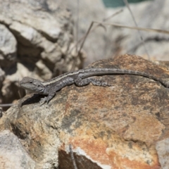 Amphibolurus muricatus at Illilanga & Baroona - 9 Feb 2016