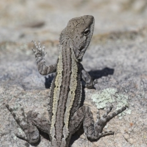 Amphibolurus muricatus at Illilanga & Baroona - 9 Feb 2016 10:30 AM