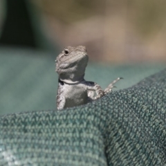 Amphibolurus muricatus at Illilanga & Baroona - 9 Feb 2016