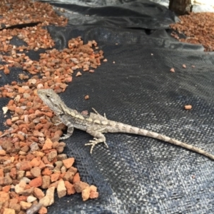 Amphibolurus muricatus at Illilanga & Baroona - 29 Oct 2016 02:35 PM