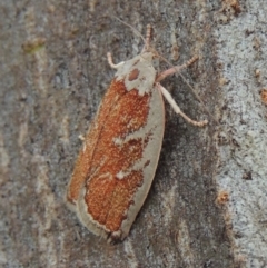 Euchaetis rhizobola (A Concealer moth) at Conder, ACT - 16 Oct 2015 by michaelb