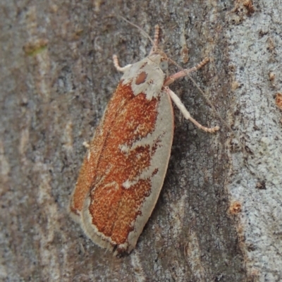 Euchaetis rhizobola (A Concealer moth) at Pollinator-friendly garden Conder - 16 Oct 2015 by michaelb