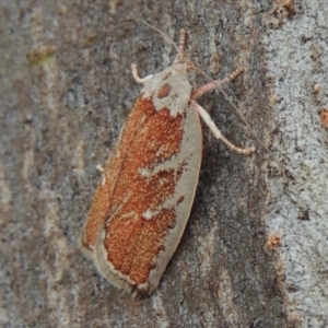 Euchaetis rhizobola at Conder, ACT - 17 Oct 2015