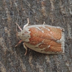 Euchaetis rhizobola at Conder, ACT - 17 Oct 2015