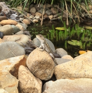 Amphibolurus muricatus at Illilanga & Baroona - 13 Jan 2017 03:01 PM