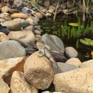 Amphibolurus muricatus at Illilanga & Baroona - 13 Jan 2017 03:01 PM