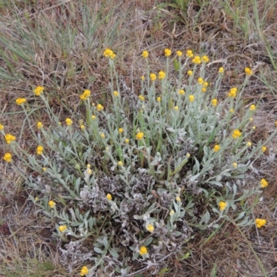 Chrysocephalum apiculatum (Common Everlasting) at Tuggeranong Hill - 19 Oct 2017 by michaelb