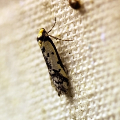 Philobota lysizona (A concealer moth) at O'Connor, ACT - 18 Oct 2017 by ibaird