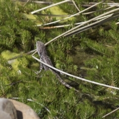 Amphibolurus muricatus (Jacky Lizard) at Michelago, NSW - 13 Oct 2017 by Illilanga