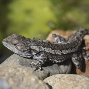 Amphibolurus muricatus at Illilanga & Baroona - 13 Oct 2017 01:10 PM