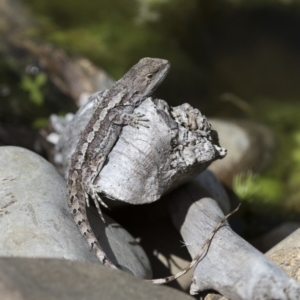 Amphibolurus muricatus at Illilanga & Baroona - 13 Oct 2017 01:10 PM