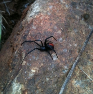 Latrodectus hasselti at Michelago, NSW - 29 May 2011