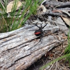 Latrodectus hasselti (Redback Spider) at Illilanga & Baroona - 31 Jan 2015 by Illilanga