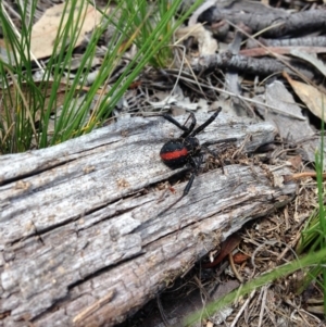 Latrodectus hasselti at Michelago, NSW - 31 Jan 2015