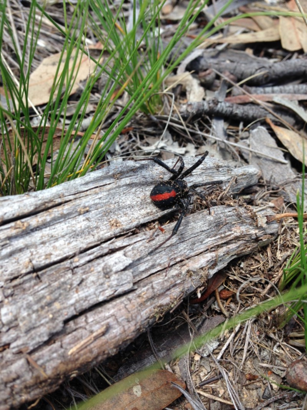 Latrodectus hasselti at Michelago, NSW - 31 Jan 2015