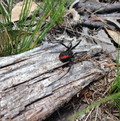 Latrodectus hasselti (Redback Spider) at Michelago, NSW - 31 Jan 2015 by Illilanga