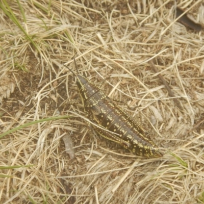 Monistria concinna (Southern Pyrgomorph) at Cotter River, ACT - 24 Oct 2017 by MichaelMulvaney