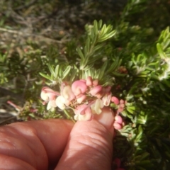 Grevillea lanigera (Woolly Grevillea) at Cotter River, ACT - 24 Oct 2017 by MichaelMulvaney